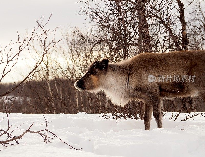 雪中的驯鹿- 05